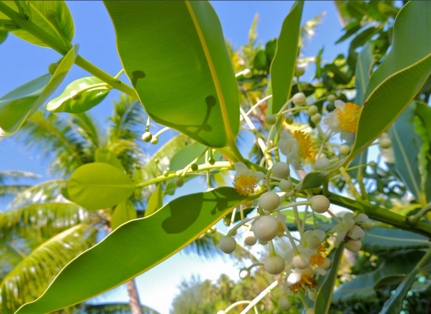 TAMANU Flowers & Nuts.jpg